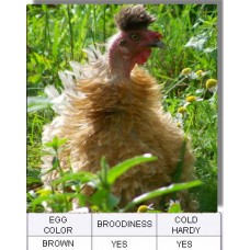 Naked Neck Chicken 